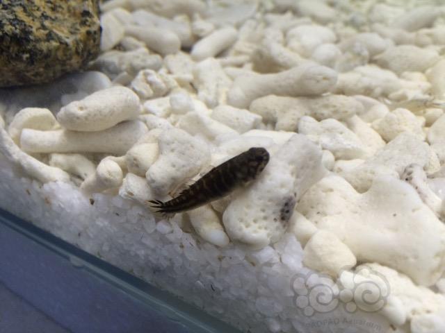 虾虎新采虾虎帮忙认认品种