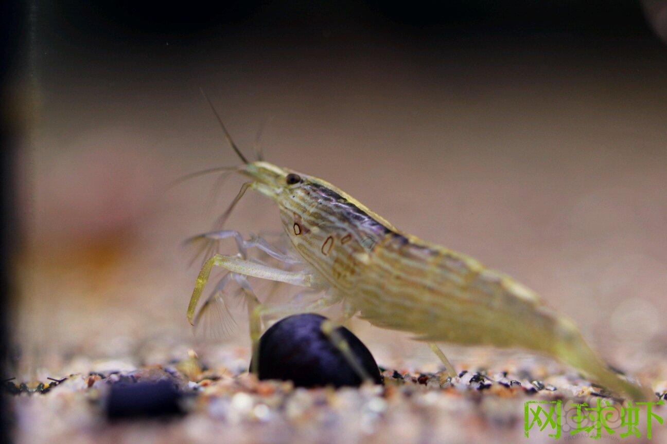 网球虾(木纹虾)