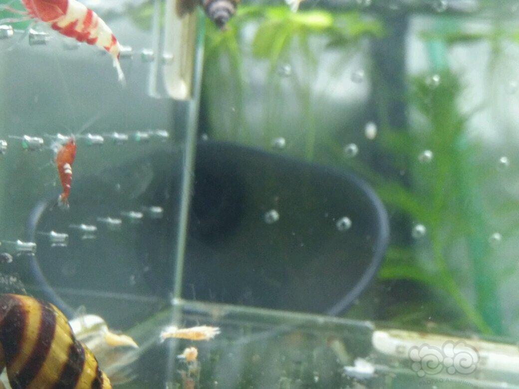 【虾】2017-05-23#RMB拍卖水晶虾一份-图6