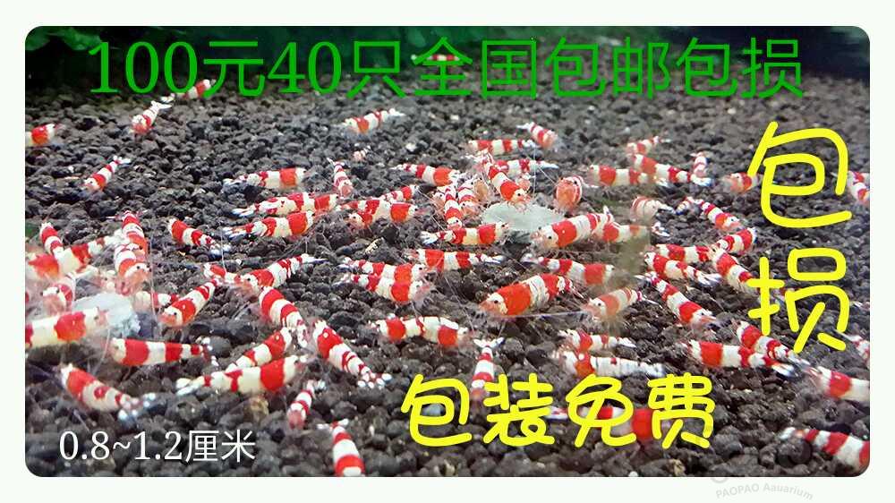 【出售】出售练手水晶虾100元40只包邮包损，0.8~1.2厘米-图1