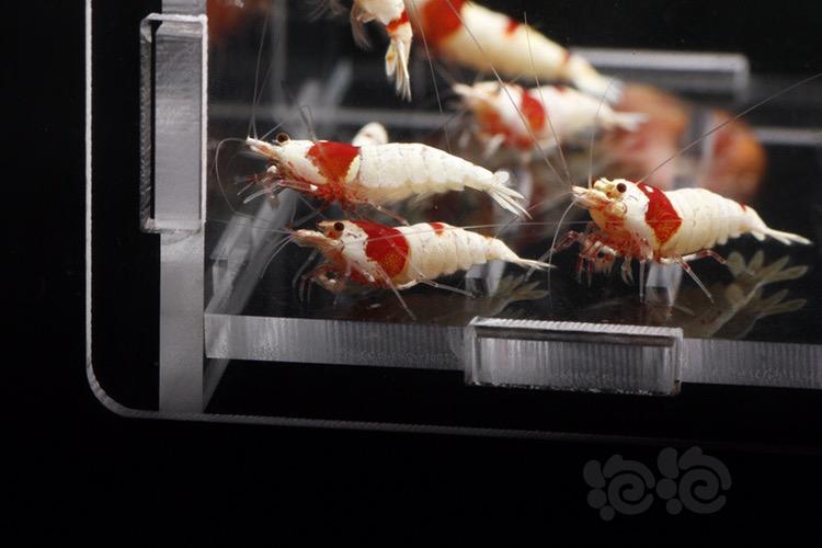 【出售】出纯血红白水晶虾，火烈鸟-图2