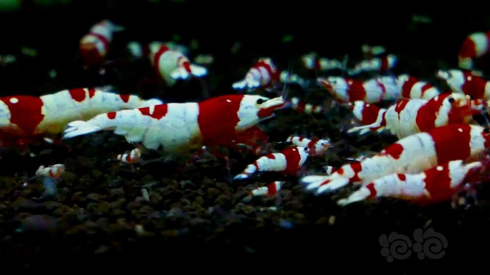 【出售】让利两组纯血红白水晶虾-图1