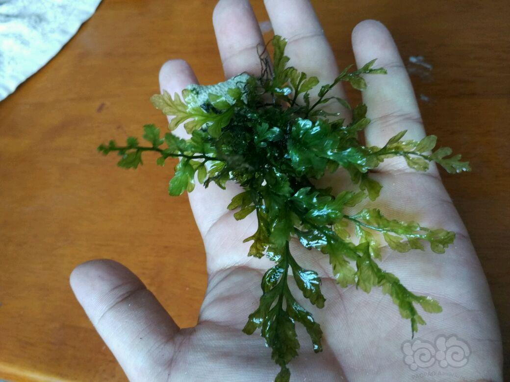 【用品】2017-05-14#RMB拍卖矮化种黑木蕨，一丛为一份。-图2