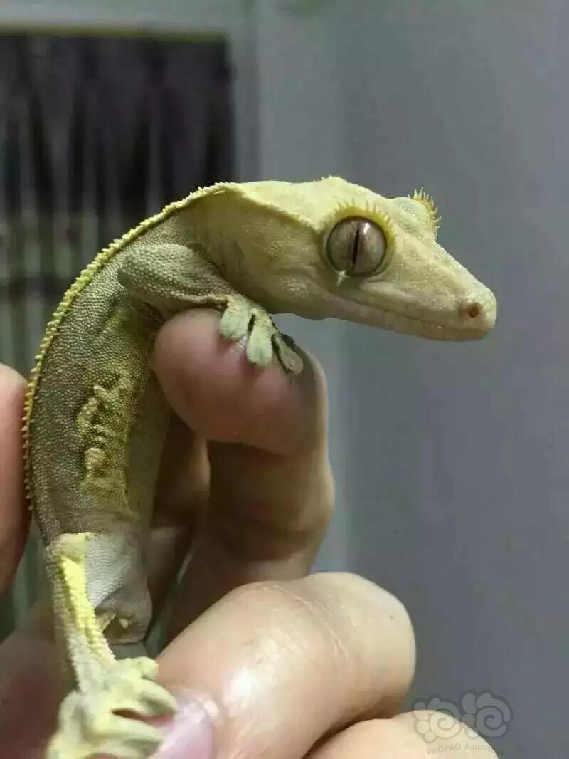 价格300-10000不等不一一说明了国产土拨鼠1100(传说的移动的表情包)