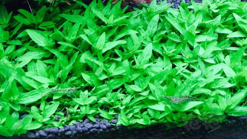 【出售】出南美叉柱花