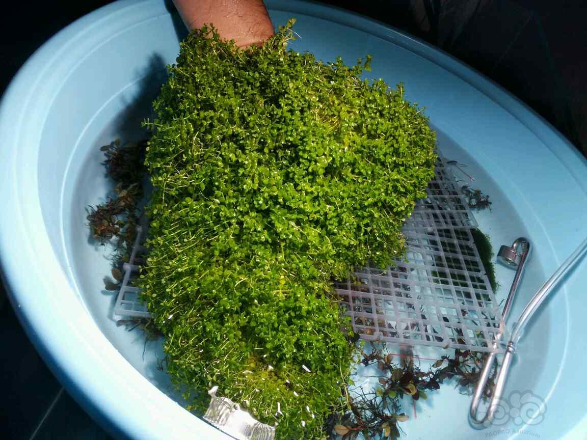 出售出售爬地虎耳四叶珍珠草