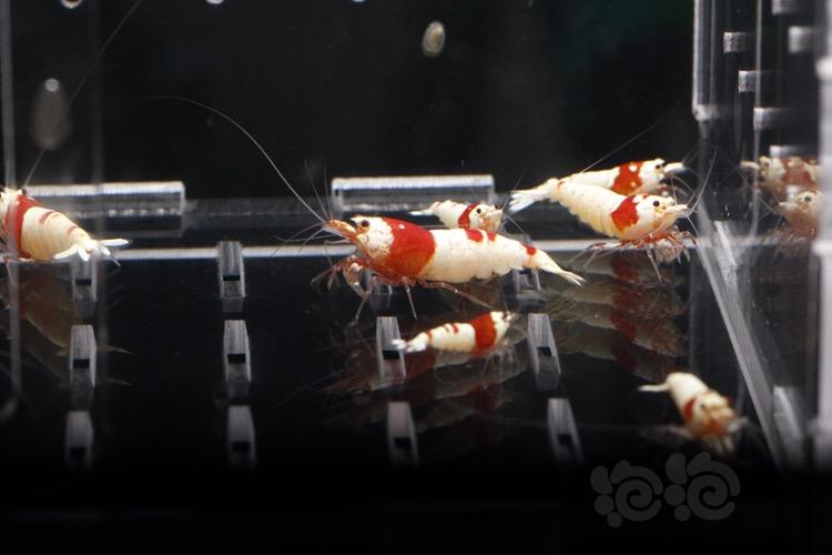 【出售】出纯血红白水晶虾，火烈鸟-图4