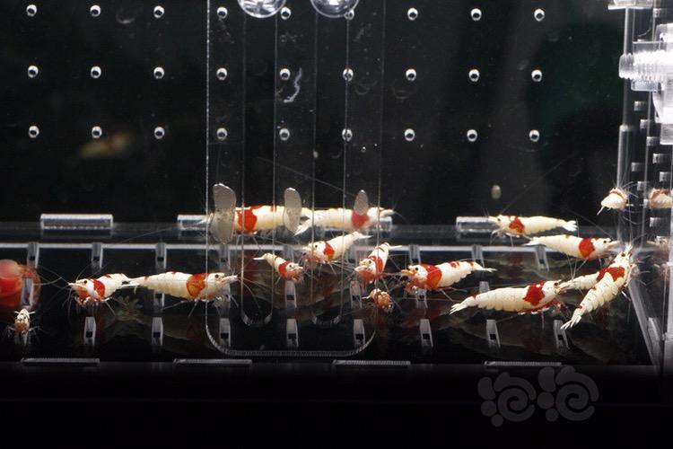 【出售】出纯血红白水晶虾，火烈鸟-图1