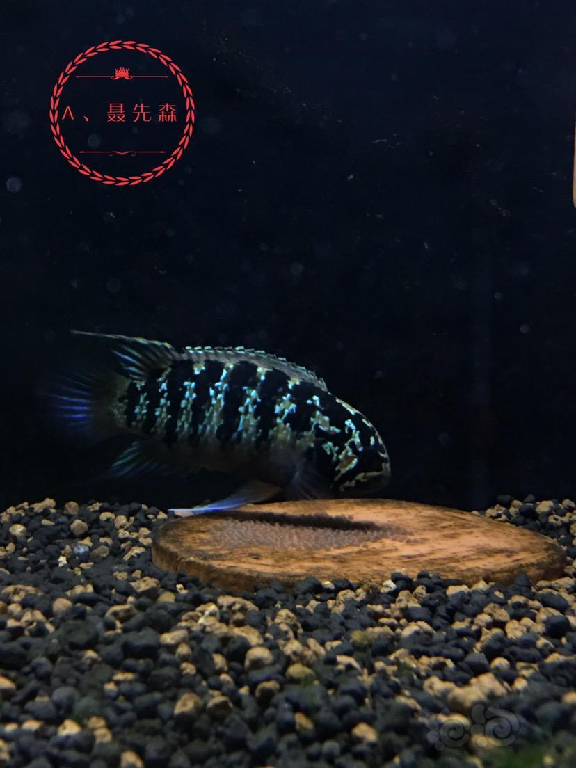 【短鲷】龙纹短鲷与繁殖 - 泡泡水族
