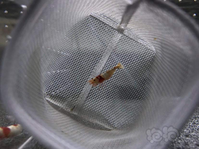 【虾】2017-05-25#RMB拍卖红白水晶虾3只-图2