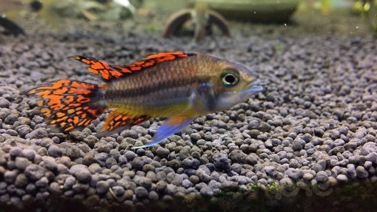 【短鲷】凤尾状态超好