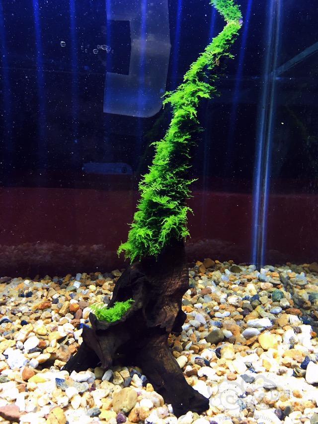 出售小三角莫斯可快递