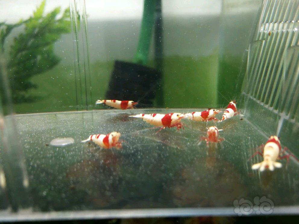 【虾】2017-05-01#RMB拍卖纯血红白虾繁殖组6母6公-图1