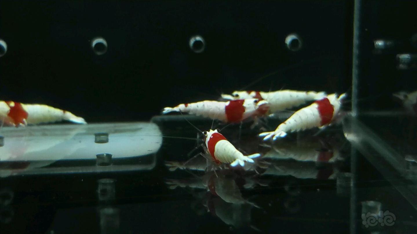 【虾】2017-05-28#RMB拍卖纯血红白白区水晶虾12只一份-图3