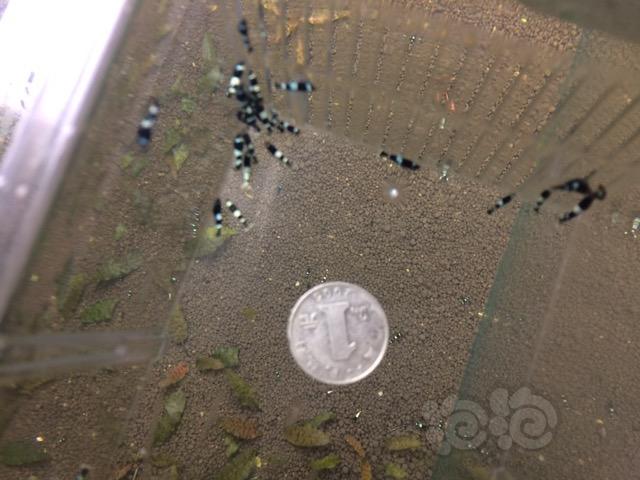 【虾】2017-05-21#RMB拍卖黑P基因虾40只一份-图2