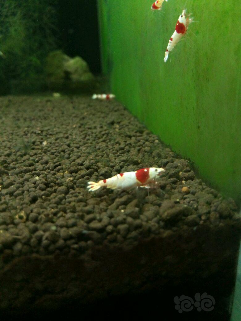 【出售】出红白水晶虾母虾-图3