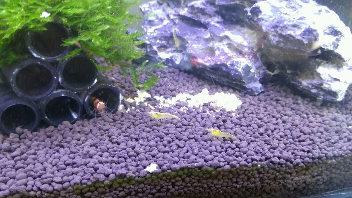 请教下大神金背虾踢卵是什么原因?