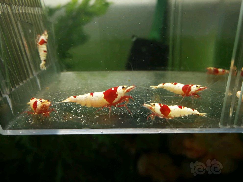 【虾】2017-05-01#RMB拍卖纯血红白虾繁殖组6母6公-图2
