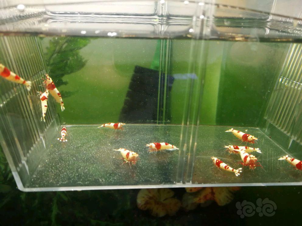 【虾】2017-05-01#RMB拍卖纯血红白虾繁殖组6母6公-图6
