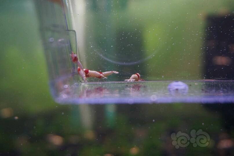 【虾】2017-5-5#RMB拍卖红白水晶虾白躯9只-图6