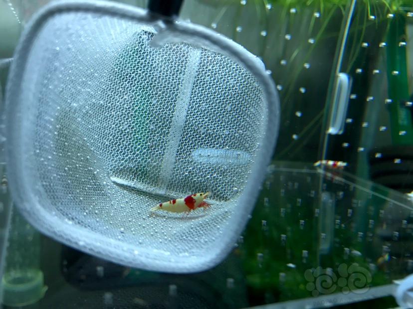【虾】2017-05-20#RMB拍卖红白水晶虾3只-图1