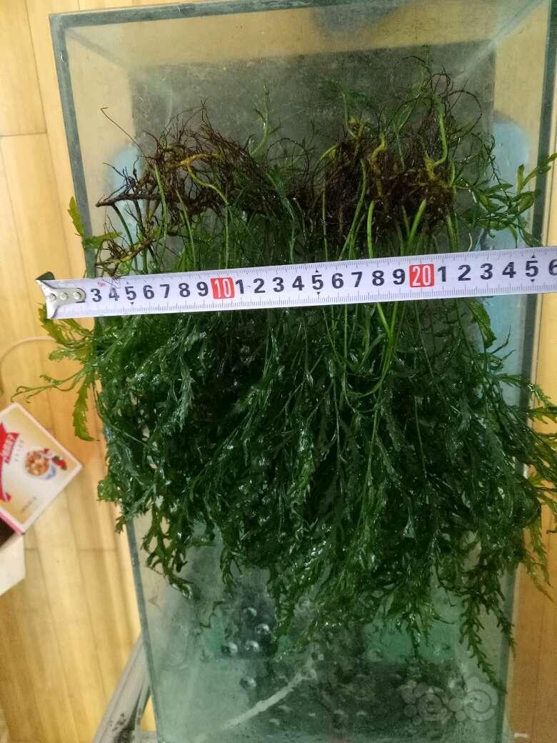 出售 出售点无虫无螺水草 泡泡水族