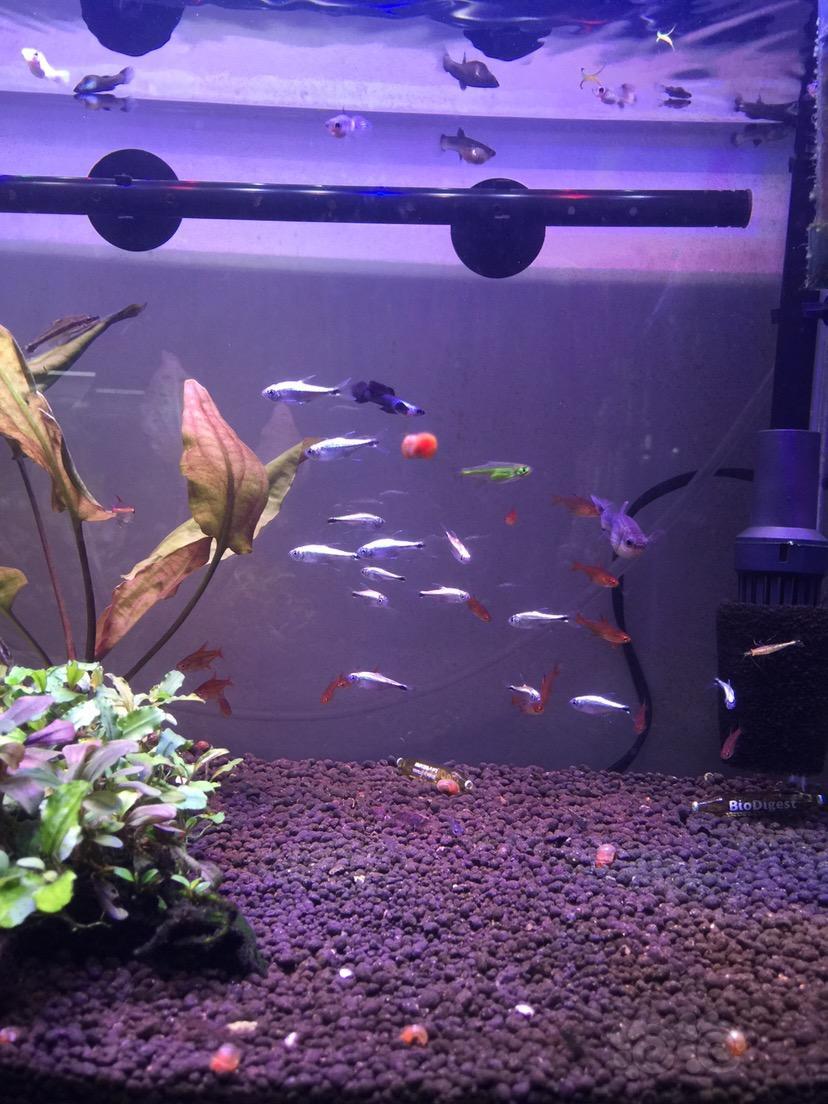 【灯科鱼】新买的蓝线金灯 - 泡泡水族