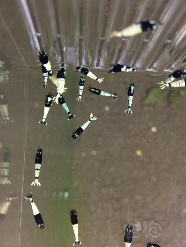 【虾】2017-05-31#RMB拍卖黑pinto水晶虾40只一份-图4