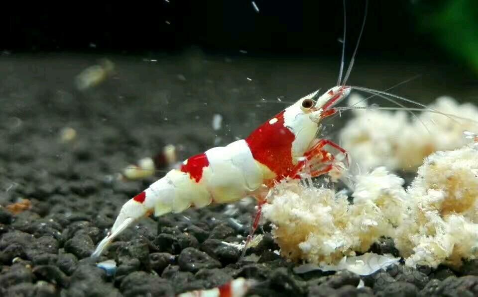 20170518rmb拍卖纯血红白水晶虾公虾1只