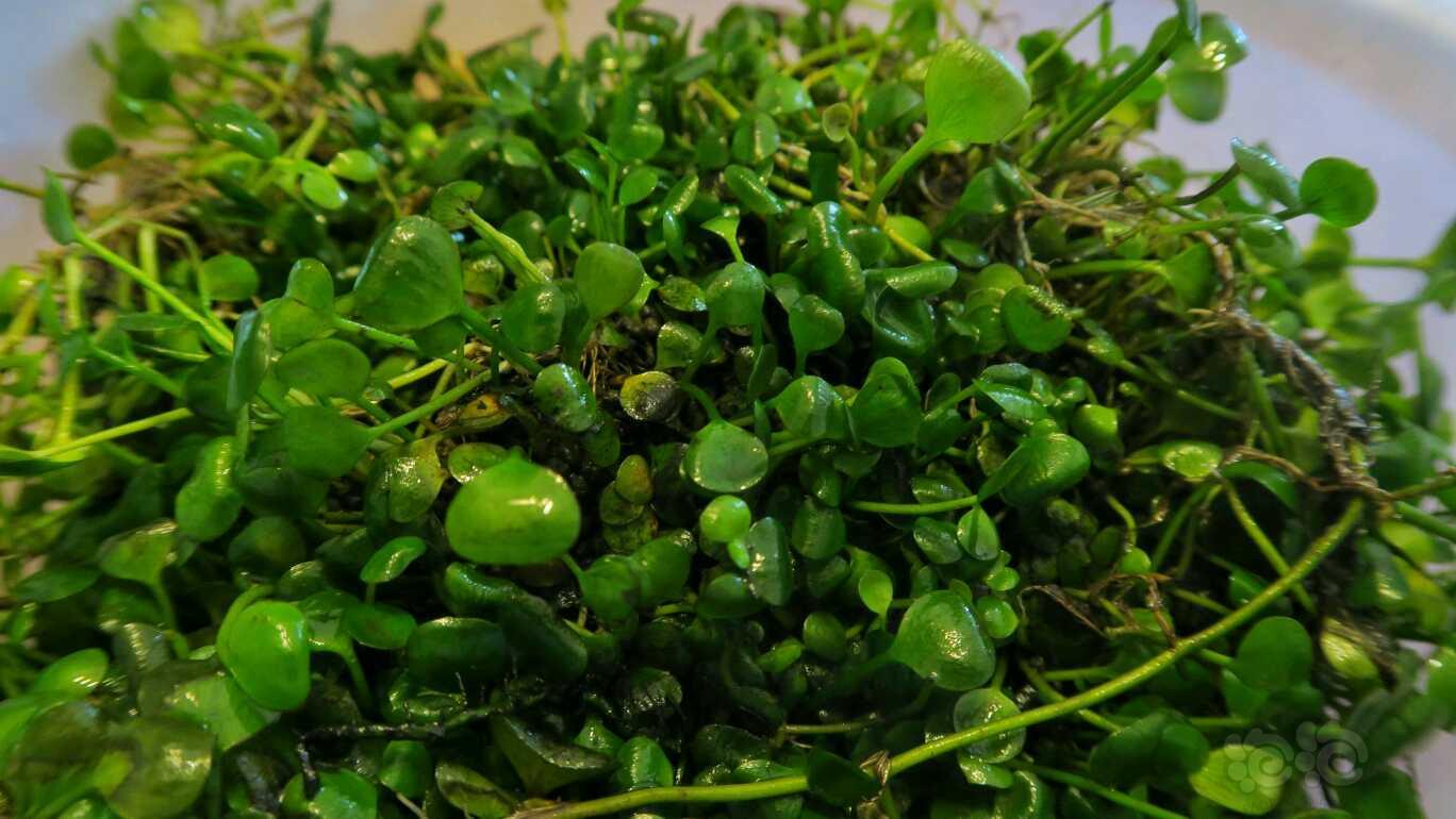 又要换前景草了,这次是挖耳