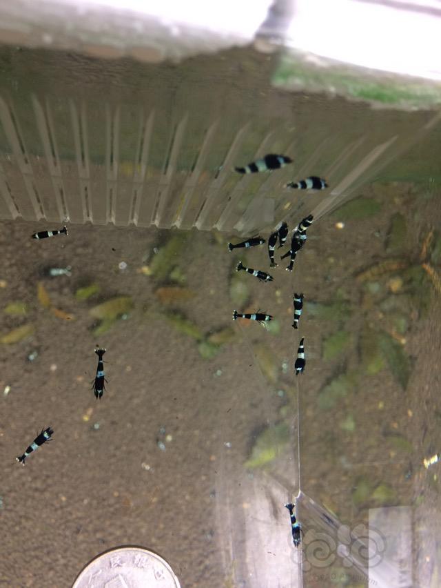 【虾】2017-05-21#RMB拍卖黑P基因虾40只一份-图3