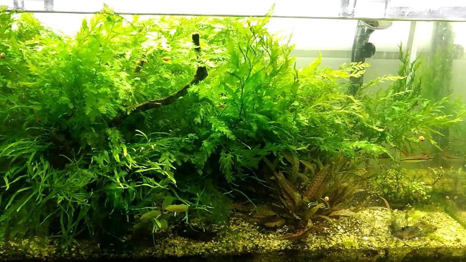 出售黑木蕨50元40元各一份