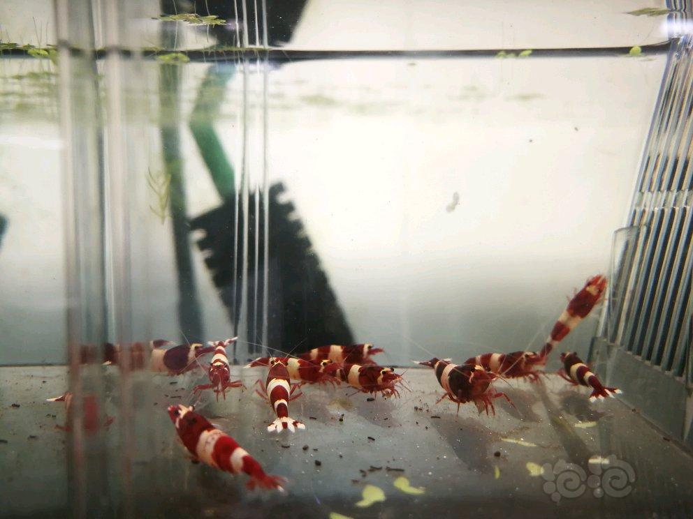 【虾】2017-05-01#RMB拍卖纯系酒红10母6公-图1