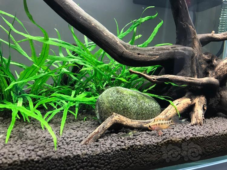 【短鲷】新入血红维吉塔一对