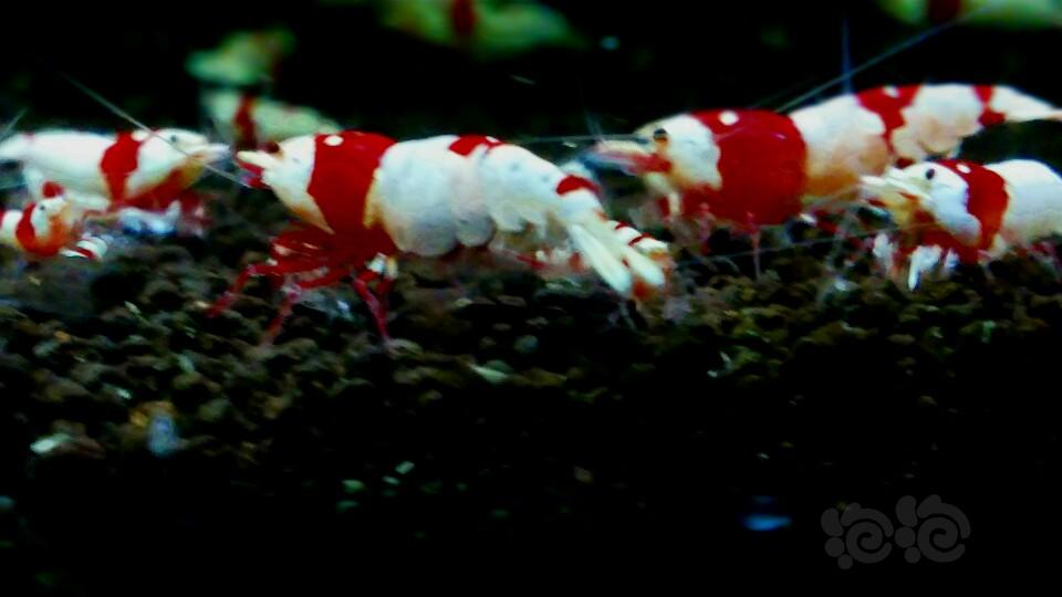 【出售】让利两组纯血红白水晶虾-图2