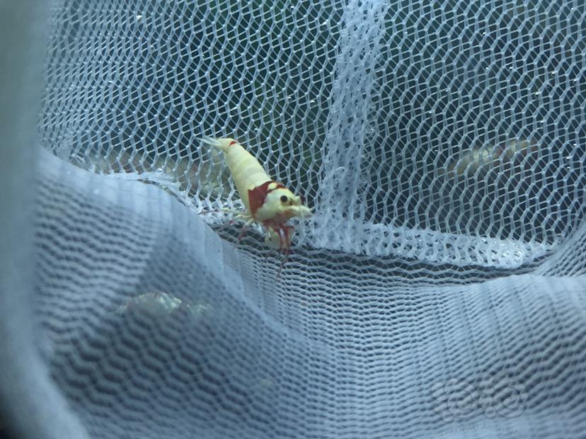 【虾】2017-05-23#RMB拍卖红白水晶虾2只-图1