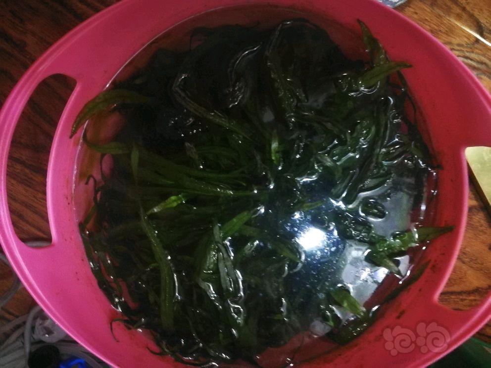 【出售】出售 大菠菜 小虾0.8左右-图1