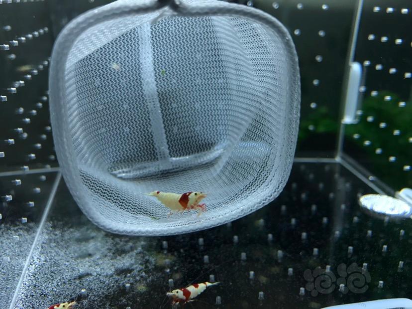 【虾】2017-05-22#RMB拍卖红白水晶虾3只-图5