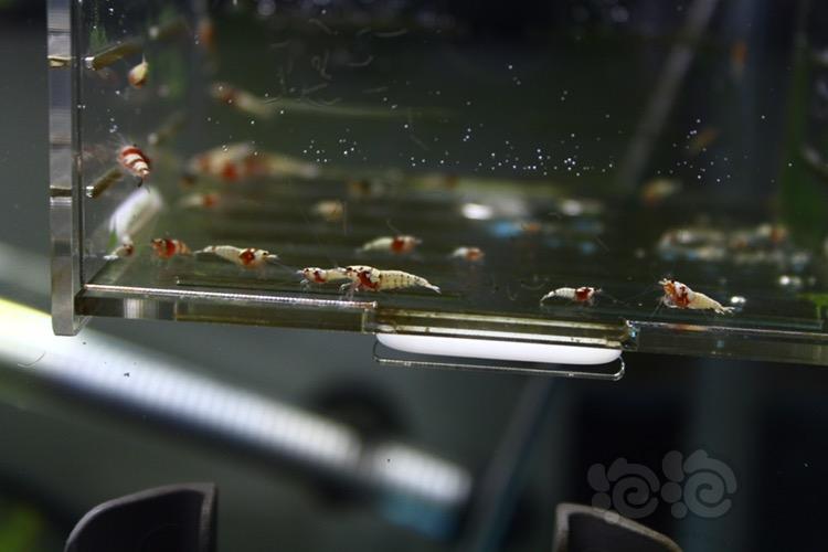 【虾】2017-05-02#RMB拍賣紅虎晶雜蝦50只-图3