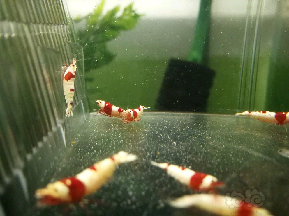 【虾】2017-05-01#RMB拍卖纯血红白虾繁殖组6母6公-图4