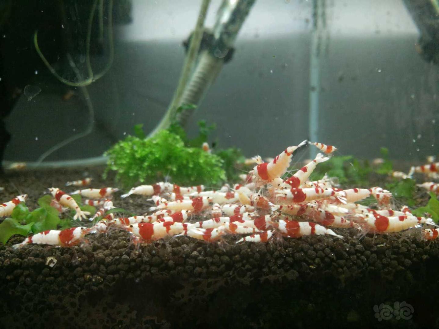 【出售】出售纯血红白水晶虾-图1