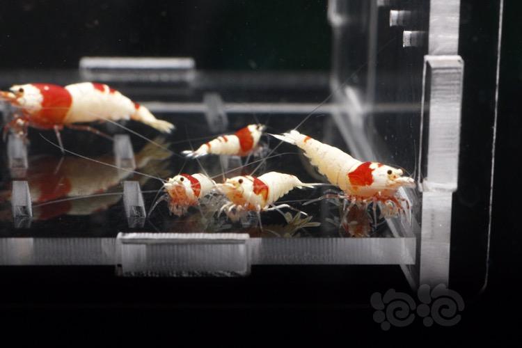 【出售】出纯血红白水晶虾，火烈鸟-图3