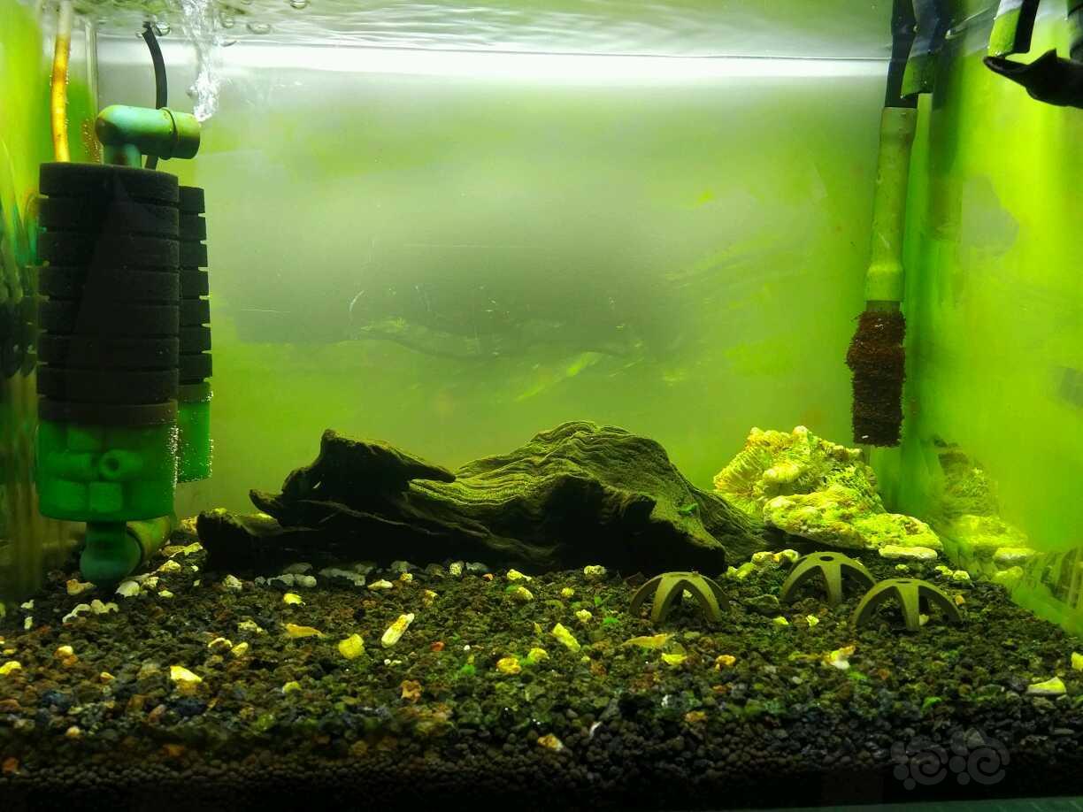 苏虾开缸记录下