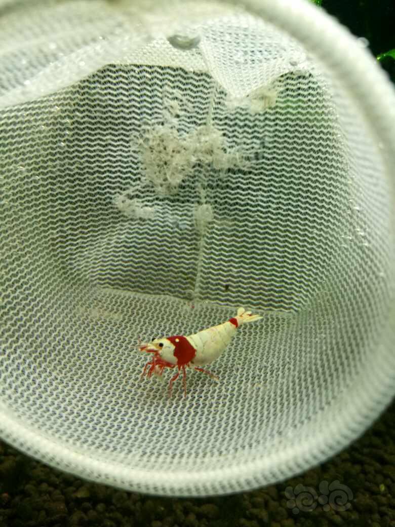 【出售】出红白水晶虾母虾-图5