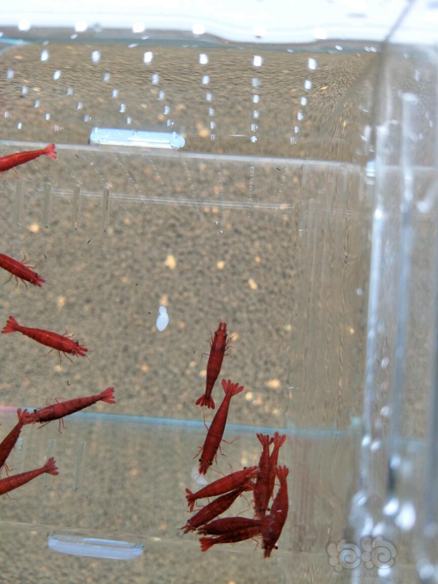 【虾】2017-06-11#RMB拍卖血腥玛丽米虾20只-图1