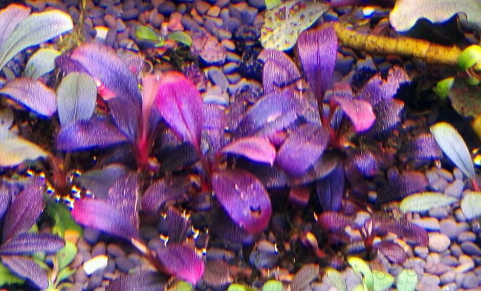 精品小丛，据说是紫色旋律-图1