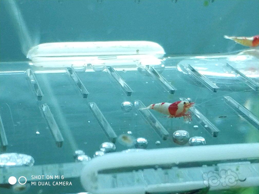【虾】2017-06-01#RMB拍纯血红白10只丸禁-图3
