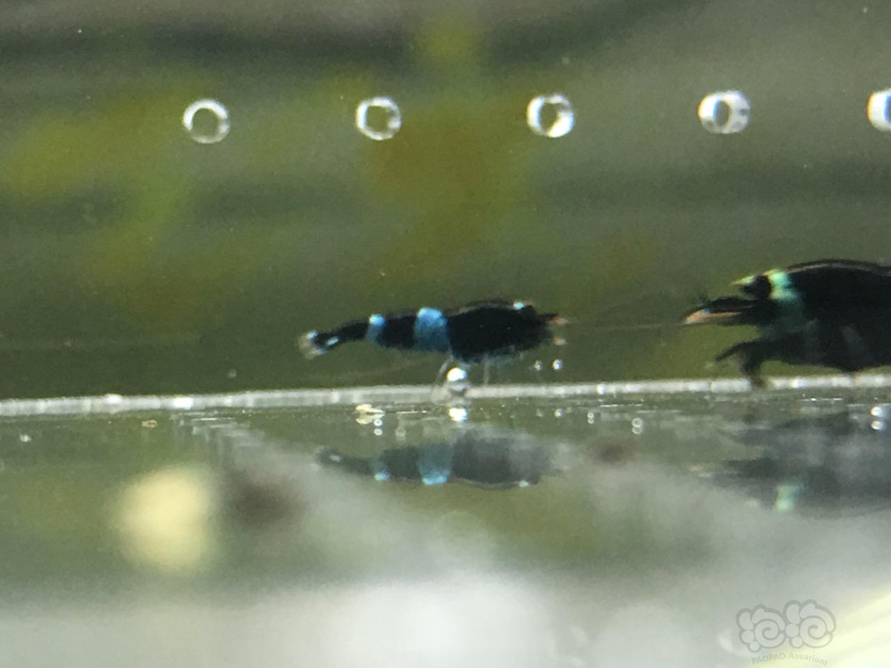 【虾】2017-06-09#RMB拍卖带pinto基因的蓝化金刚10只-图1