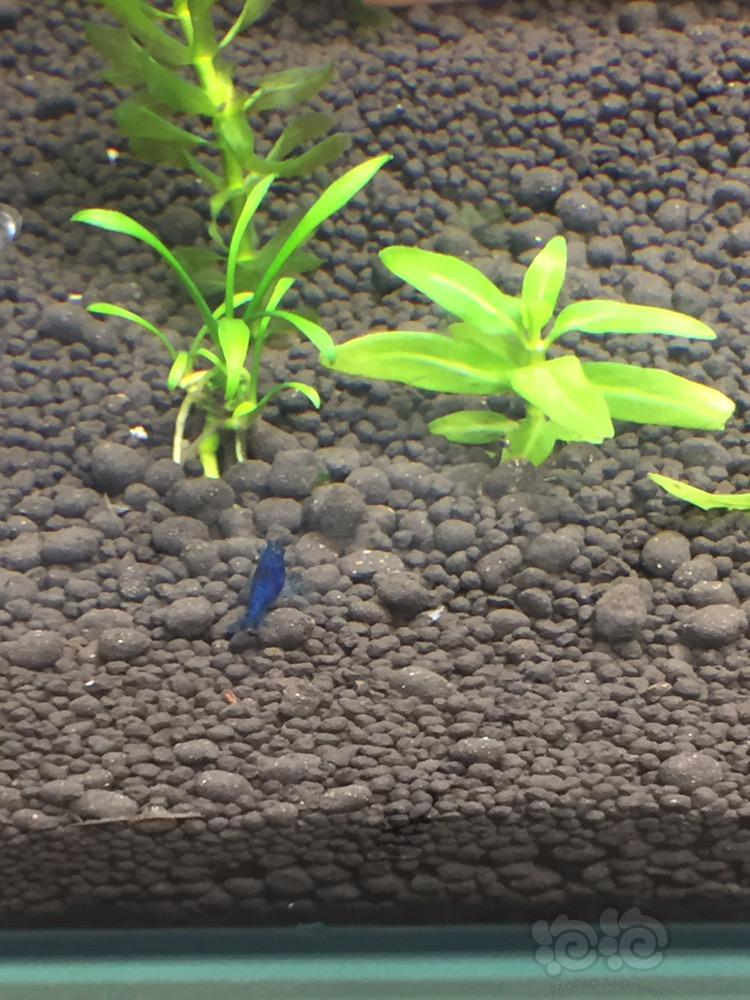 帮我筛选一下，我的蓝宝石米虾好丑-图4