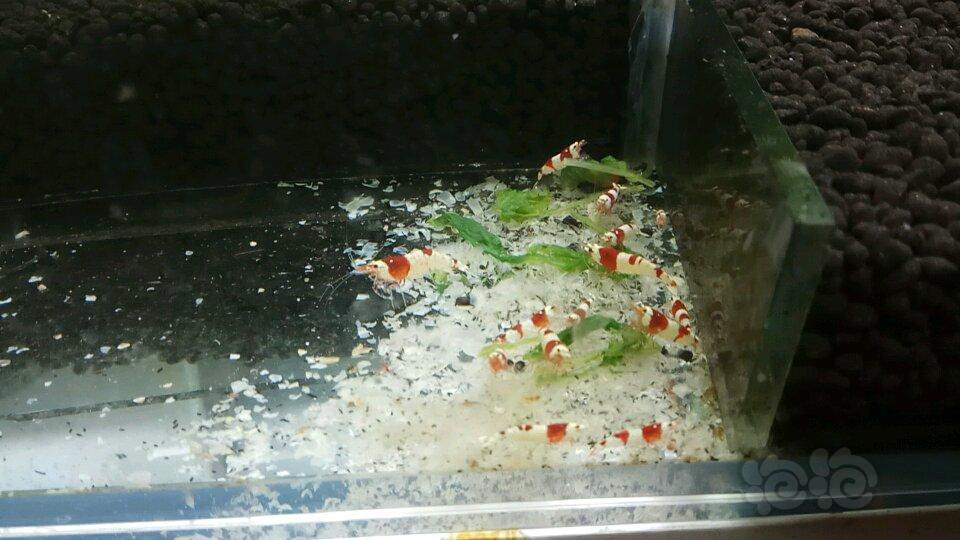 缸里出现不少水螅